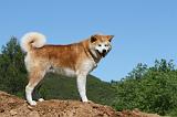 AKITA INU 448